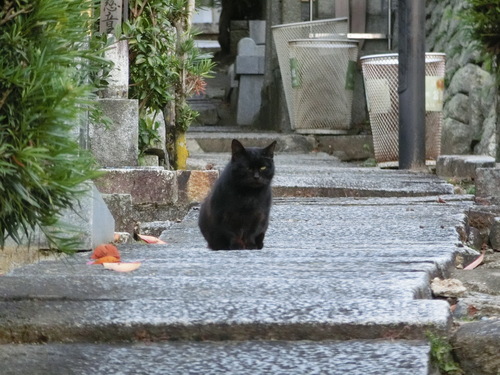 カメラ修理中で例によって美人妻との京都デート記事_a0243325_21324716.jpg