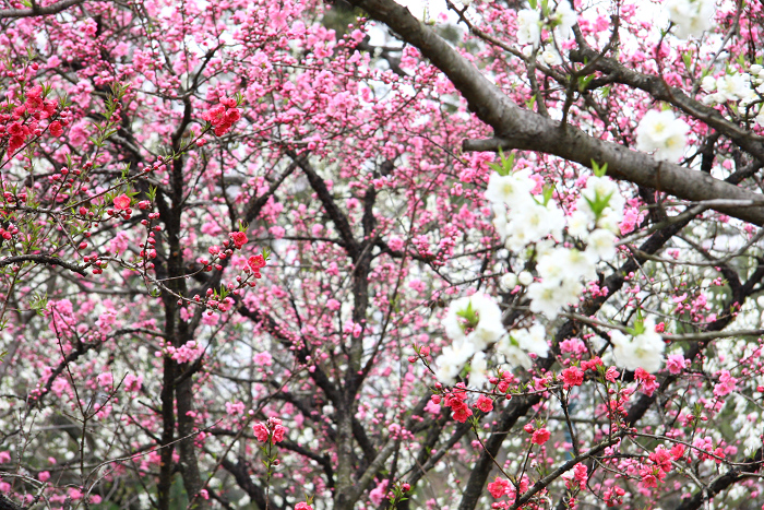 そうだ 京都、行こう。 －2016年桜 京都御所・京都御苑（後編）－ _b0169330_2231339.jpg