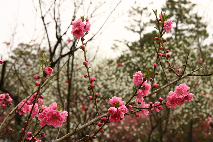 そうだ 京都、行こう。 －2016年桜 京都御所・京都御苑（後編）－ _b0169330_2233790.jpg