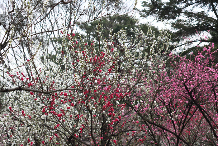 そうだ 京都、行こう。 －2016年桜 京都御所・京都御苑（後編）－ _b0169330_729682.jpg