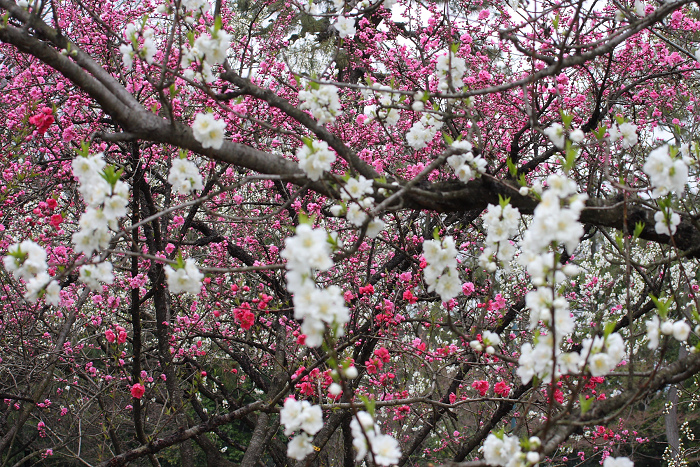 そうだ 京都、行こう。 －2016年桜 京都御所・京都御苑（後編）－ _b0169330_7303739.jpg