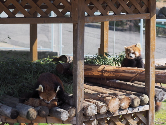 ぽかぽか陽気、みさき公園_a0149740_01582121.jpg