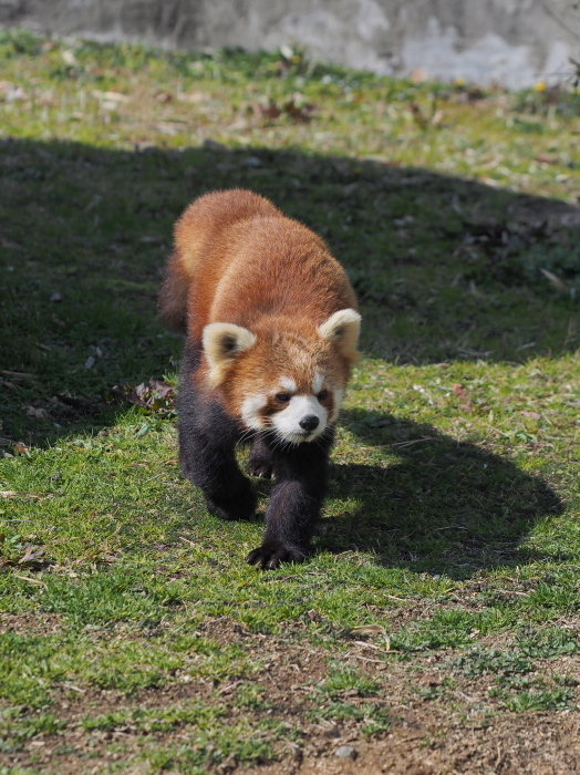 ぽかぽか陽気、みさき公園_a0149740_01582952.jpg