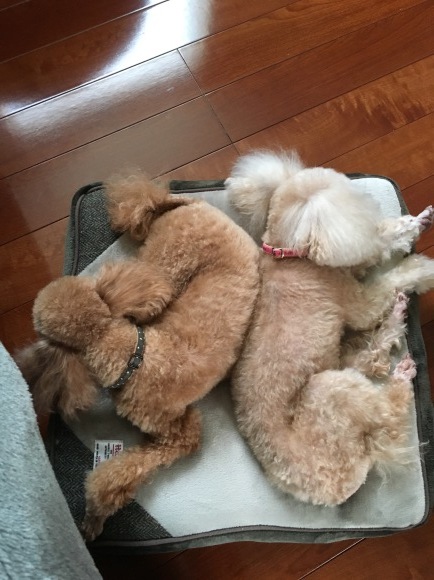 c0120363_17125016.jpeg