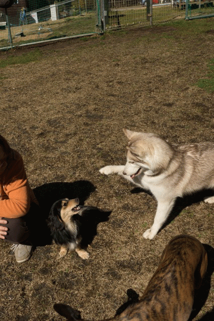 c0260264_1720159.gif