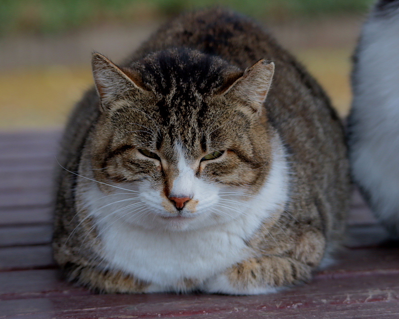 多々良沼公園のさくらねこたち_c0305565_18002638.jpg