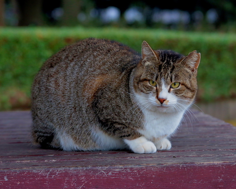 多々良沼公園のさくらねこたち_c0305565_18003704.jpg