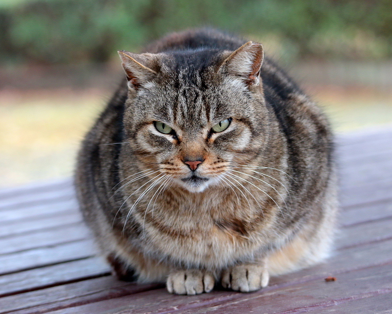 多々良沼公園のさくらねこたち_c0305565_18004644.jpg