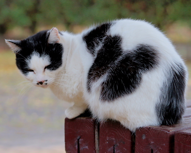 多々良沼公園のさくらねこたち_c0305565_18011385.jpg