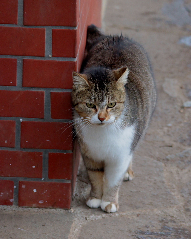 多々良沼公園のさくらねこたち_c0305565_18012952.jpg
