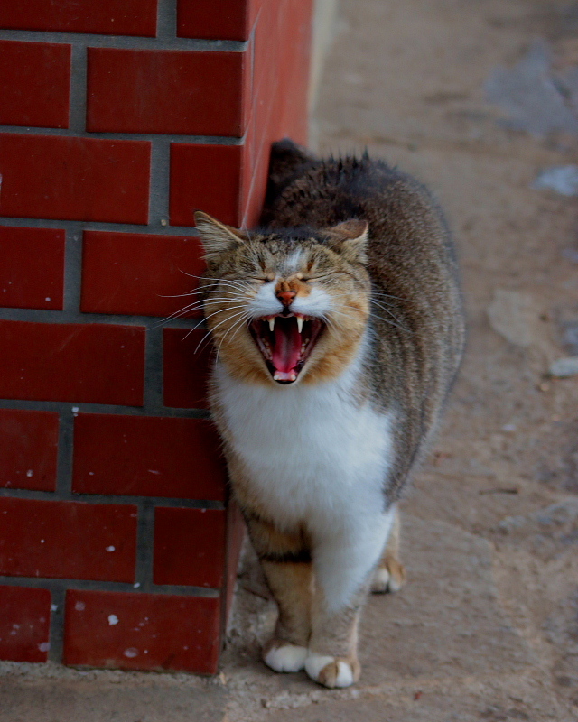 多々良沼公園のさくらねこたち_c0305565_18013715.jpg