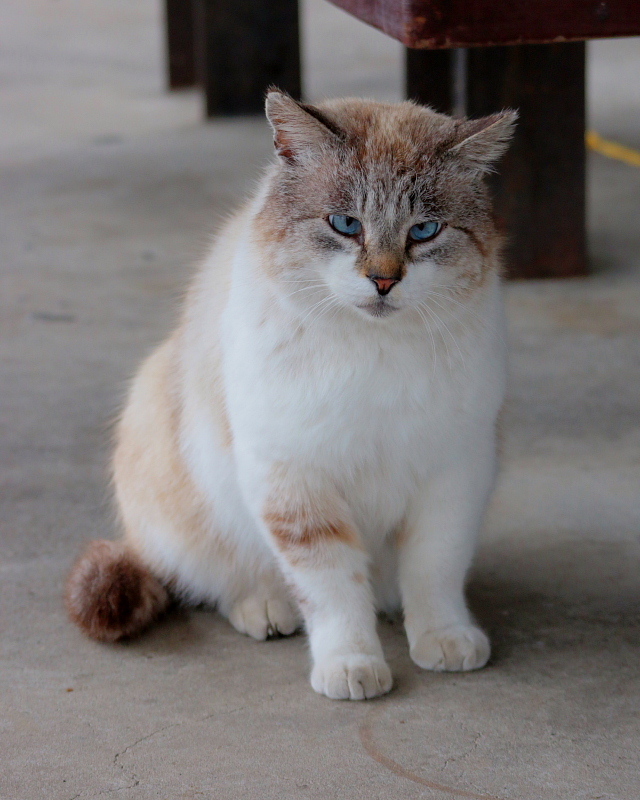 多々良沼公園のさくらねこたち_c0305565_18020910.jpg