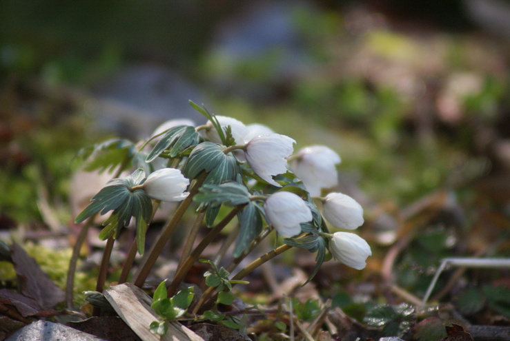 二月の花見_a0091666_12291484.jpg