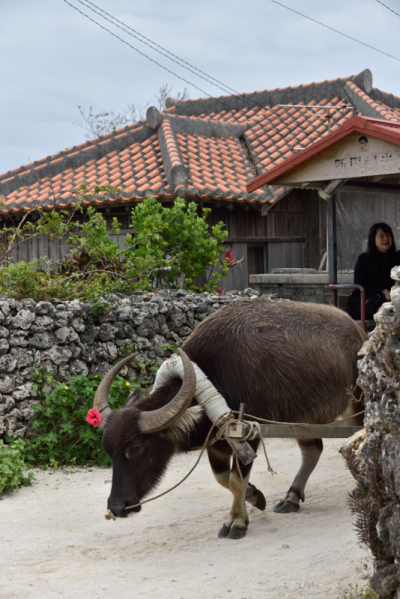 美ら島の旅 (竹富サイクリング編♪)_f0065768_00592265.jpg