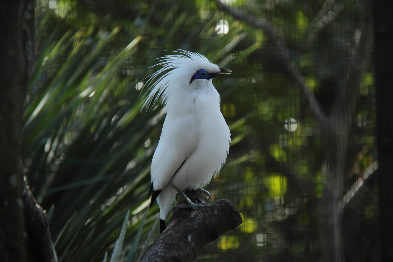 　　Breaktime　　ー　動物園の鳥　他　ー_e0249878_21392572.jpg