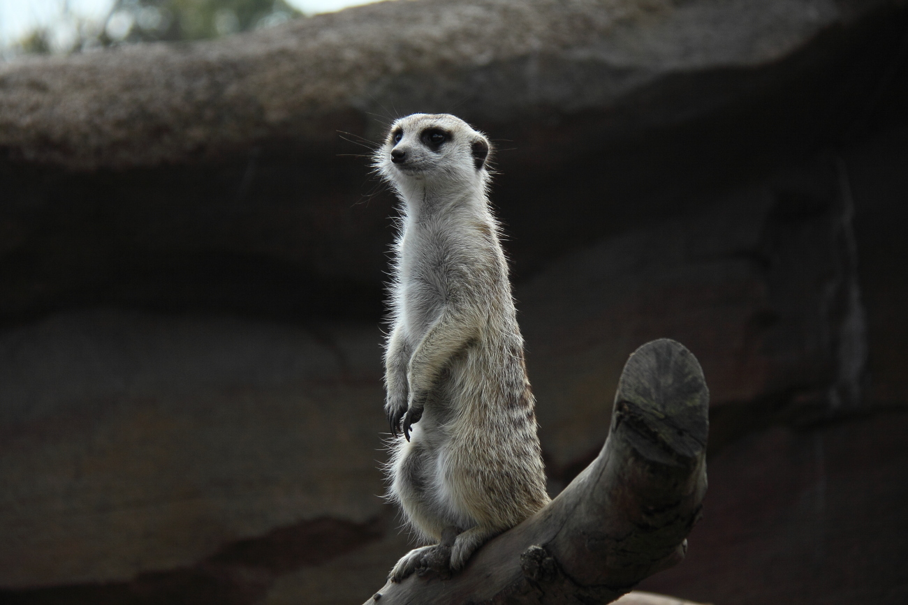 　　Breaktime　　ー　動物園の鳥　他　ー_e0249878_21552064.jpg