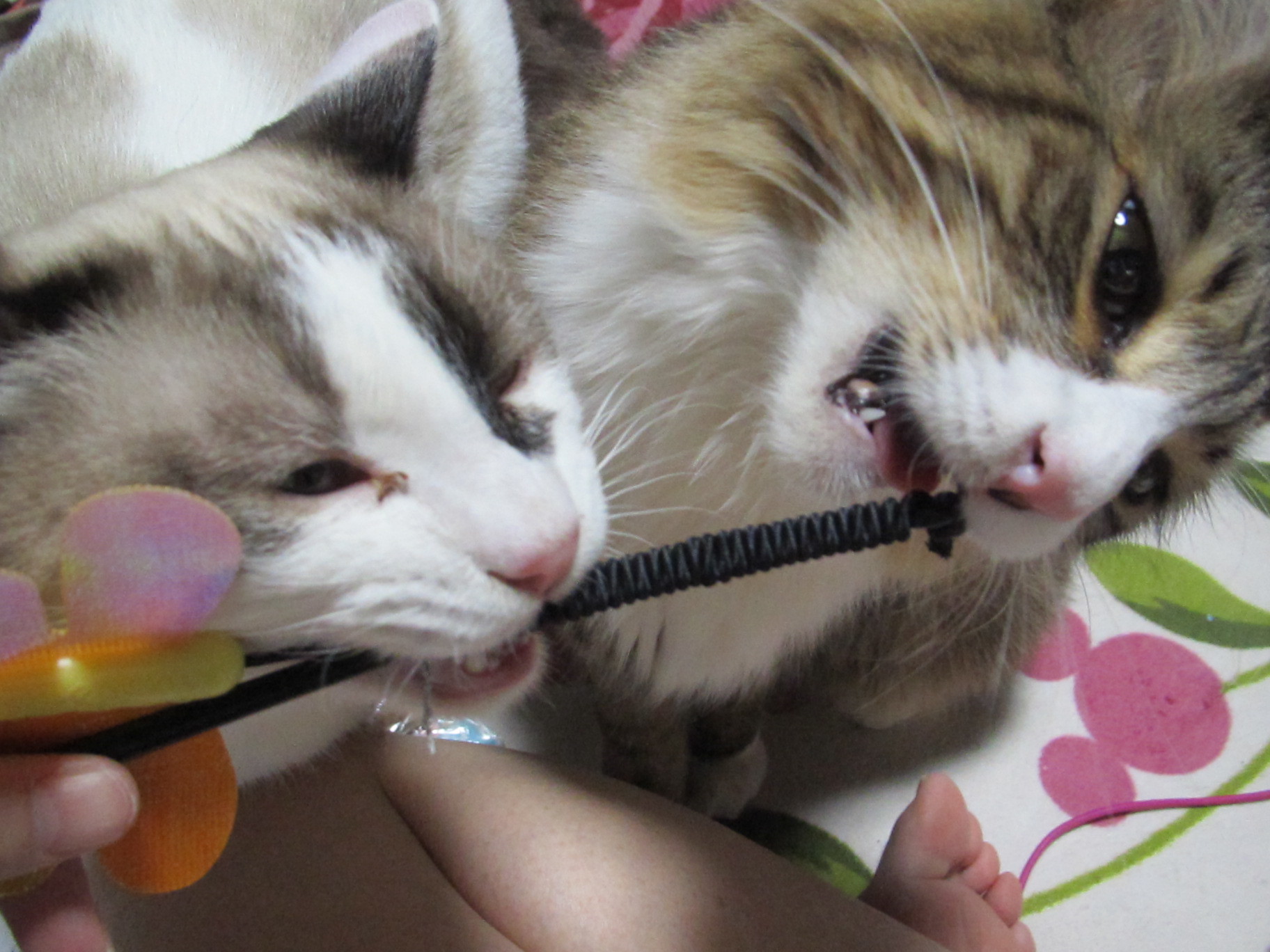 リアルねこあつめ おてんばみぃことねこじゃらし リアルねこあつめ おてんばみぃことねこじゃらし