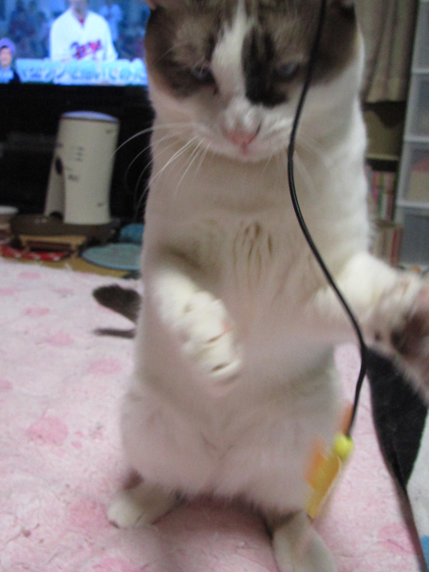 リアルねこあつめ おてんばみぃことねこじゃらし リアルねこあつめ おてんばみぃことねこじゃらし