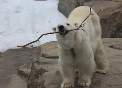 王子動物園　みゆきさんのタテとヨコ_f0297893_2135240.jpg