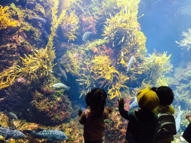 2月19日　ぴっぴ冬の遠足＠新江ノ島水族館　Ｋ池さん写真編_e0028696_19524179.jpg