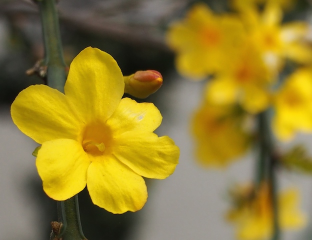 きょう誕生日の花・沈丁花_c0248013_1865396.jpg