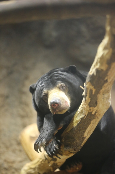 円山動物園2/19①_d0348915_14495634.jpg