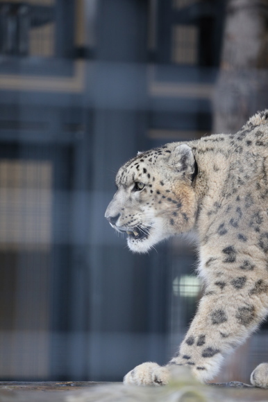 円山動物園2/19③ユキヒョウ達_d0348915_15040507.jpg