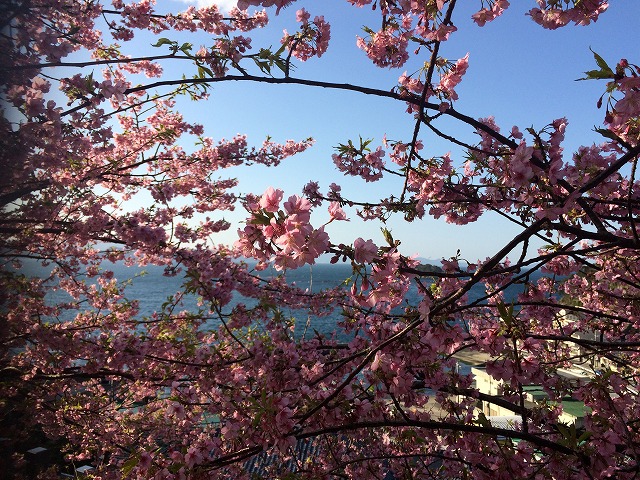 津久見の河津桜♪_d0177220_13432240.jpg