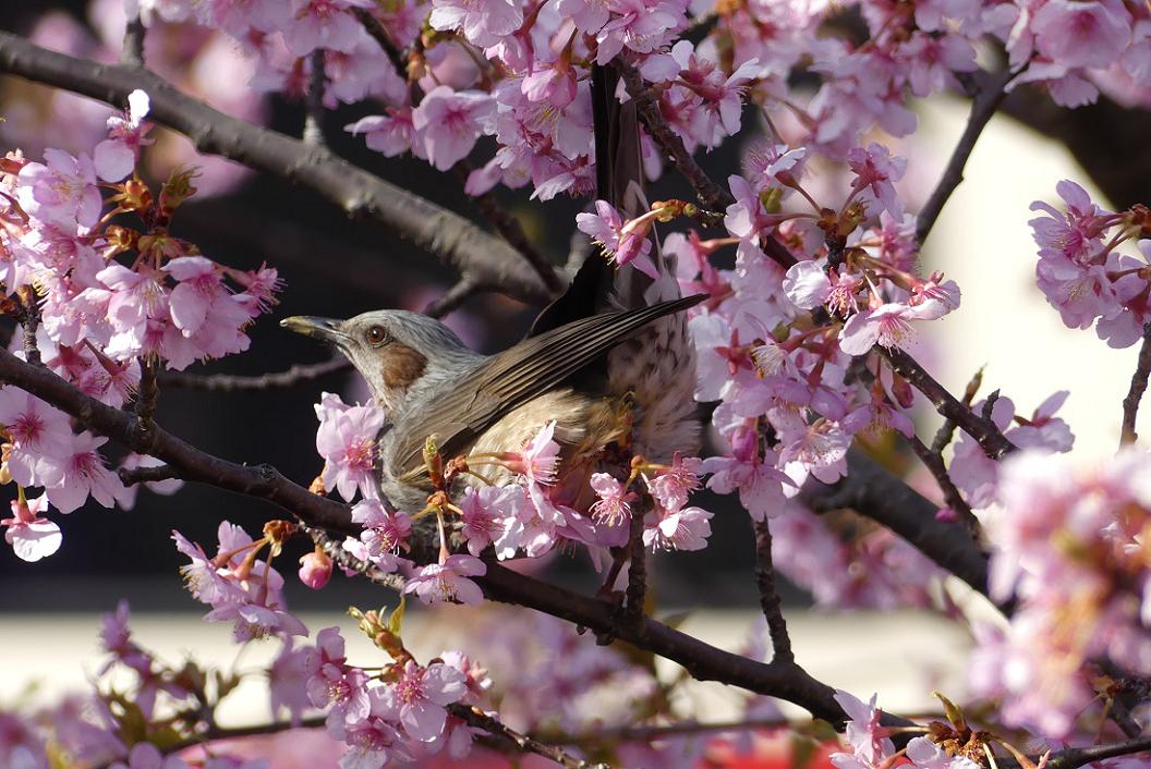 河 津 桜 と ヒ ヨ ド リ　No.3_d0039021_18353819.jpg