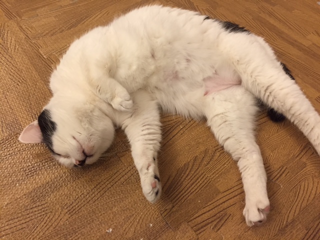 中邑真輔入団会見_b0000829_8195660.jpg