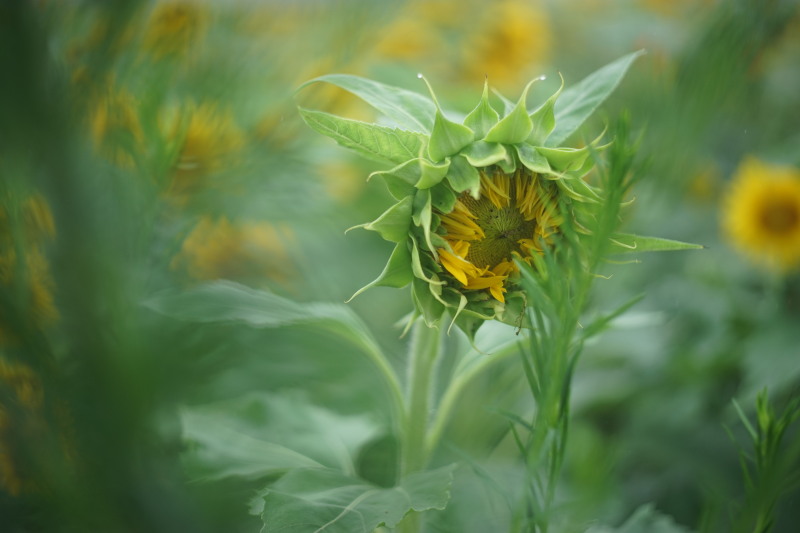 【エモいボケが撮れる】CANON FL 50mm f1.8 オールドレンズ