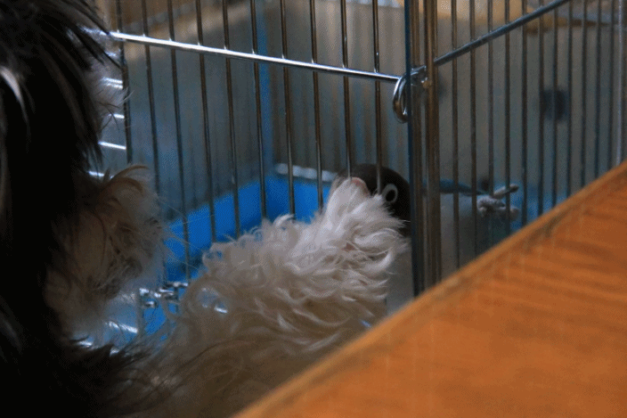 c0145250_09460040.gif