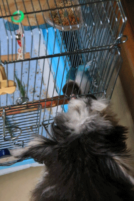 c0145250_09461852.gif