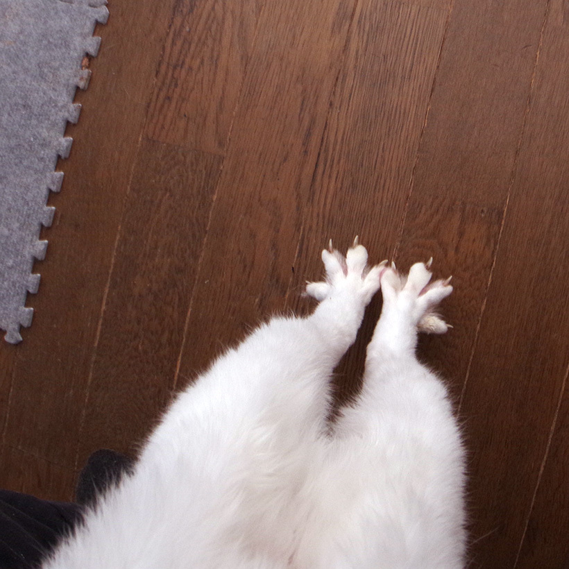 トリ足_a0028451_12344103.jpg