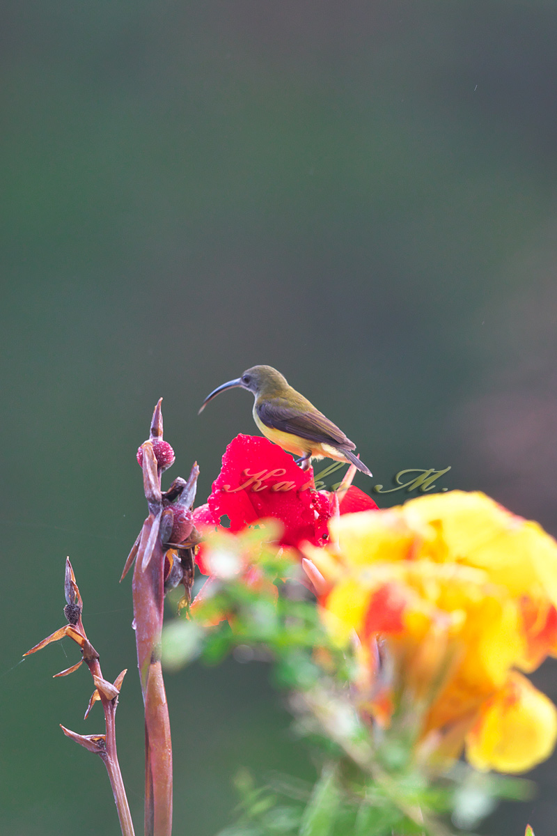 ハシブトクモカリドリ　Thick-billed Spiderhunter　_d0013455_925576.jpg