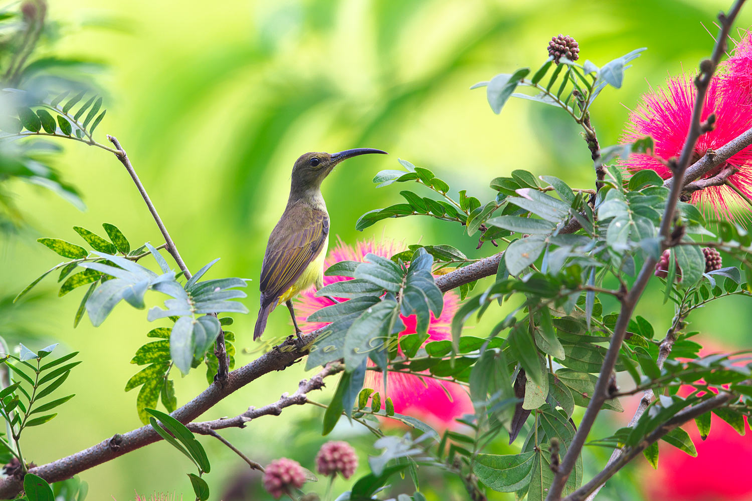 ハシブトクモカリドリ　Thick-billed Spiderhunter　_d0013455_92582.jpg