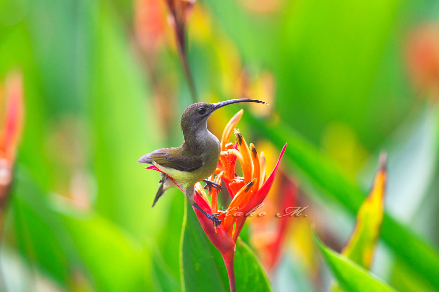 コクモカリドリ　Little Spiderhunter_d0013455_972374.jpg