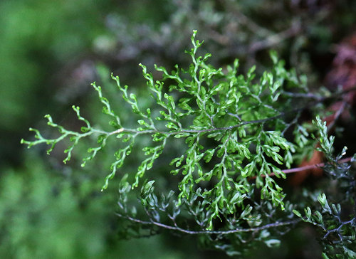 リュウキュウコケシノブ Hymenophyllum riukiuense _f0165160_7313791.jpg