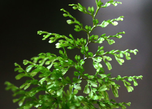 リュウキュウコケシノブ Hymenophyllum riukiuense _f0165160_7315032.jpg