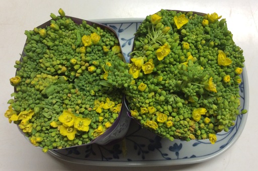 菜の花が冷蔵庫で花が咲いてしまった Reiko Gogo日記