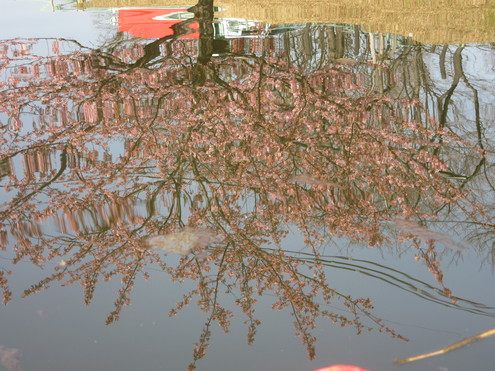 旧中川、河津桜満開。_c0249569_15382149.jpg