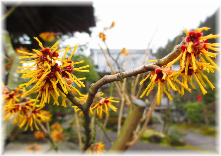 ユニークな花・・・♪_d0175974_2016195.jpg