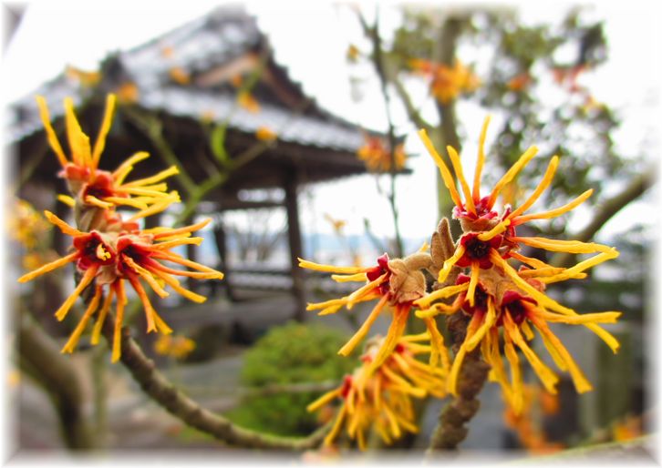 ユニークな花・・・♪_d0175974_20162540.jpg