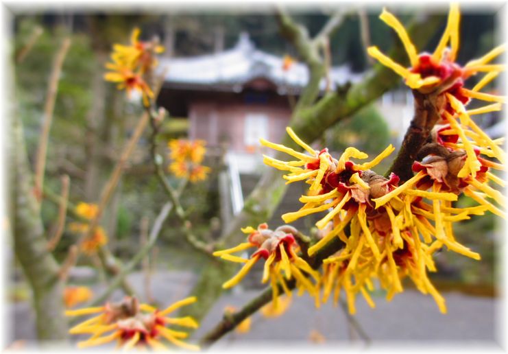 ユニークな花・・・♪_d0175974_201696.jpg