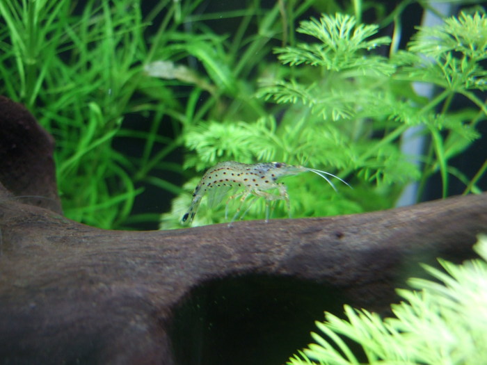 熱帯魚水槽の ミナミヌマエビ 柴犬 ひろゆきと さもない毎日 週末自宅カフェ里音 りをん 一之江 笑い療法士のいるカフェ 趣味好房 織 熱帯魚水槽の ミナミヌマエビ 柴犬 ひろゆきと さもない毎日 週末自宅カフェ里音 りをん 一之江 笑い療法士のいるカフェ 趣味好房 織