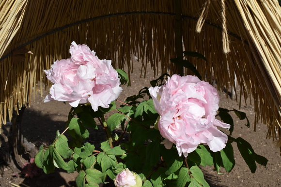 a0288500_16391726.jpg