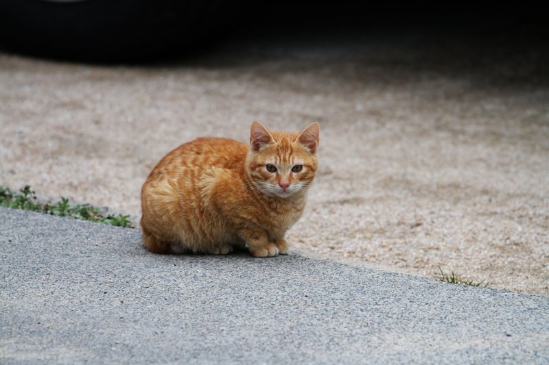 猫さらいが来るよ・前編_a0190211_1727561.jpg