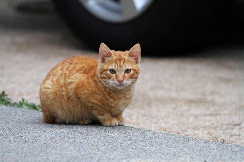 猫さらいが来るよ・前編_a0190211_17281065.jpg