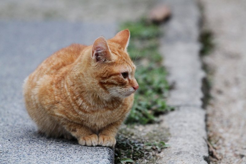 猫さらいが来るよ・前編_a0190211_1729169.jpg