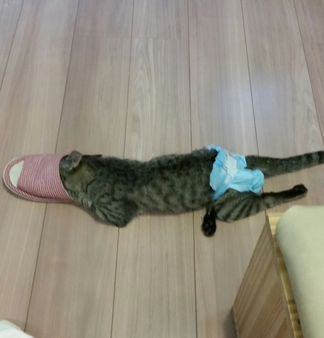 e0144012_03005475.jpeg